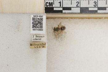 Media type: image;   Entomology 772883 Aspect: Labels